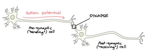 Excitable Nerve Tissues Muscle Neuromuscular Transmission