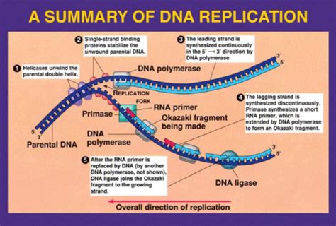 Biology Transcription Translations And Mutations Flashcards Quizlet