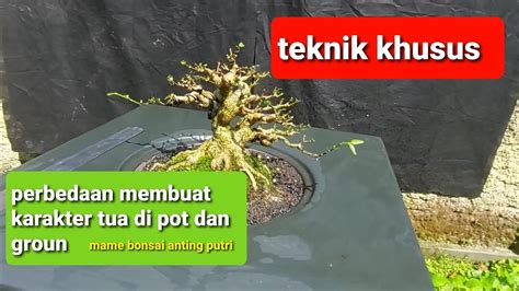 Cara Membuat Karakter Tua Pada Mame Bonsai Anting Putri Yang Sudah Di