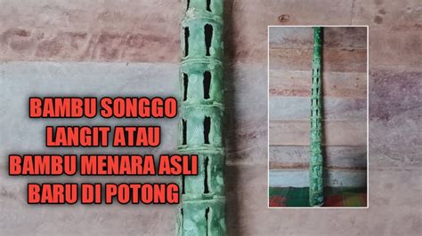 Bambu Songgo Langit Asli Baru Di Potong Dari Rumpun Youtube