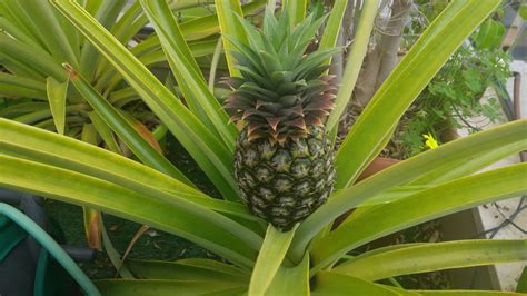 Pineapple Growth Time Lapse Youtube