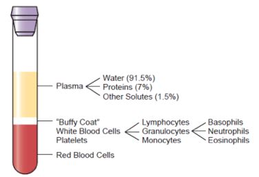 Hematology Flashcards Quizlet