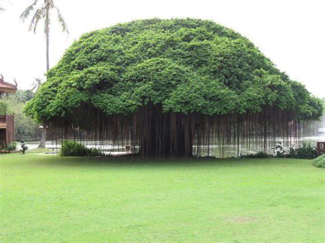 15 Health benefits and uses of Banyan tree you don't know about