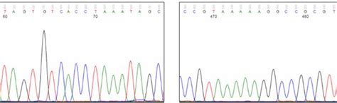 Analyzing Sanger Sequencing Data Azenta Life Sciences