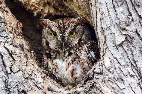 Screech Owl Size Habitat And Facts Britannica