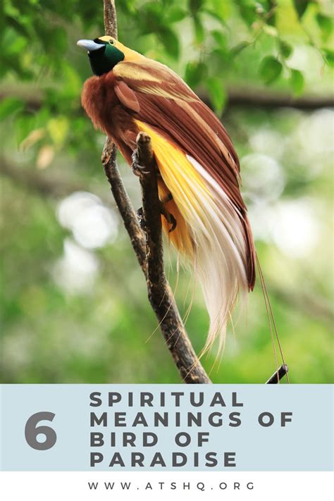 Bird Of Paradise Symbolism Spiritual Meanings Of Bird Of Paradise