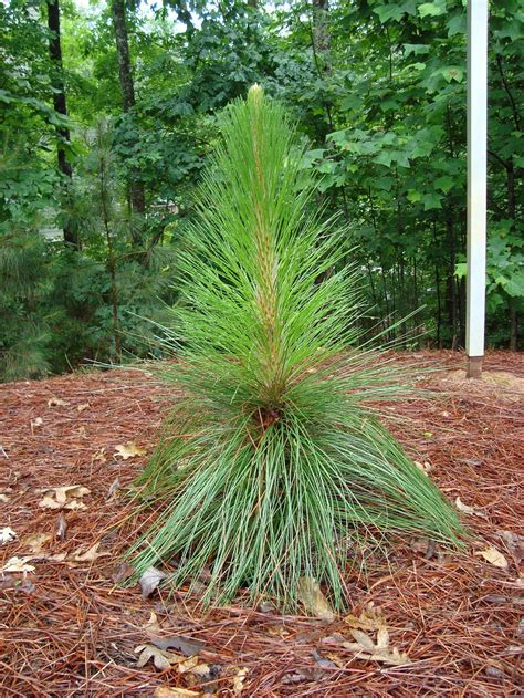 Longleaf Pine – Identification | Walter Reeves: The Georgia Gardener