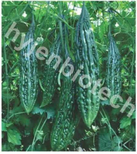 Green Hybrid Bitter Gourd Seeds At Best Price In Zirakpur Hyjen Biotech