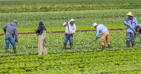 Imigrantes Migrantes Trabalhadores Sazonais Das Explorações Agrícolas