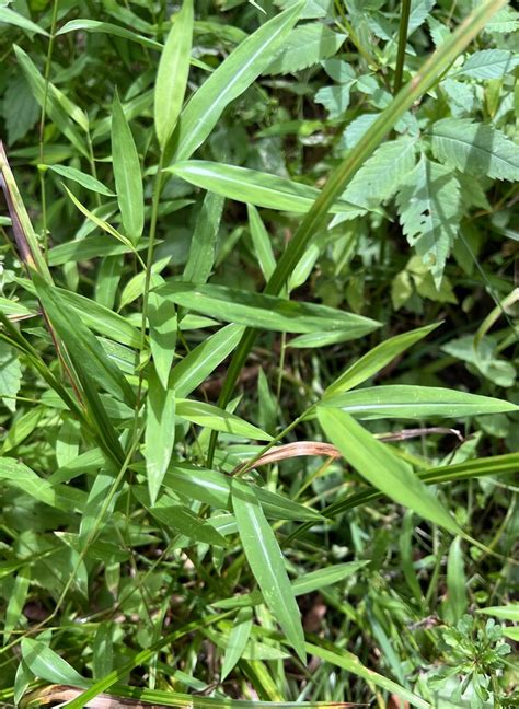 Japanese Stiltgrass In September 2022 By Rbartgis · Inaturalist