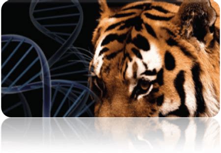 Bengal Tiger Conservation Using Novel Technologies - Science Trends