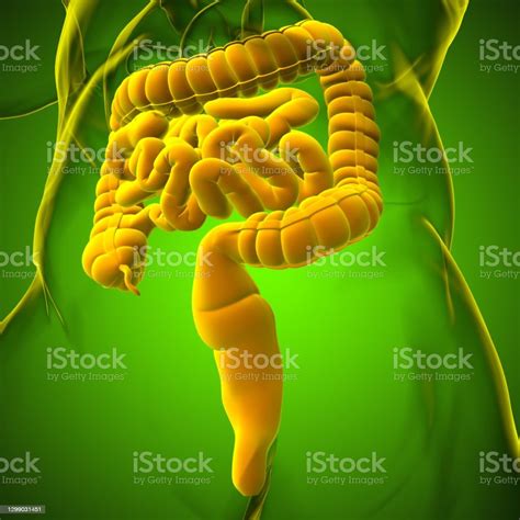 Small And Large Intestine 3d Illustration Human Digestive System