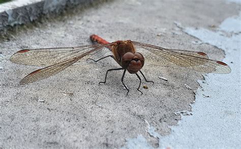 Große Heidelibelle Sympetrum striolatum 2 Große Heidel Flickr