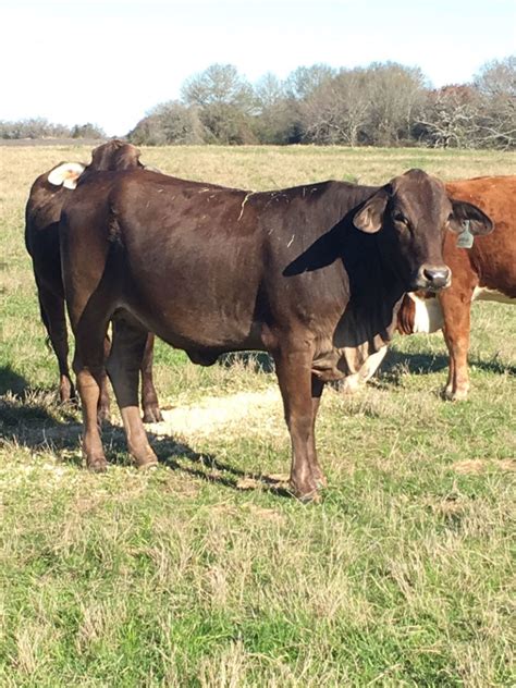 Sale Consignment Photos South Texas Cattle Marketing