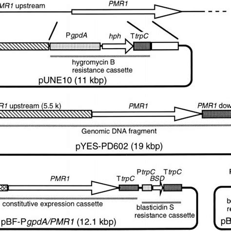 Schematic Representation Of The Plasmids Used In The Pmr1 Download