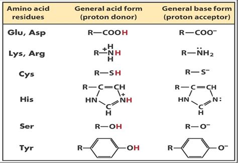 Enzyme V(I) Catalytic Mechanisms : Acid and base catalysis; Covalent ...