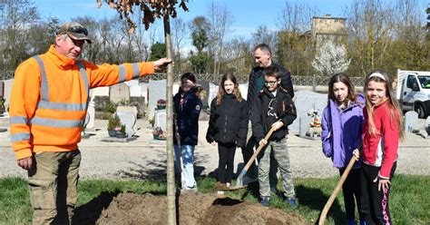 Montalieu Vercieu Un Ch Ne Vert Plant Par Les Jeunes Lus Du Cme