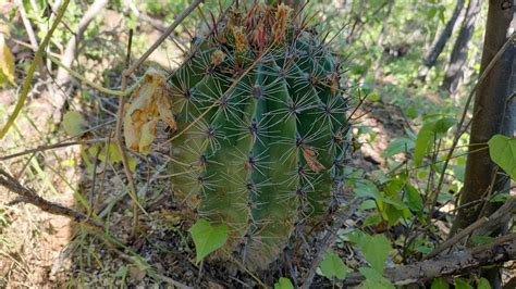 Ferocactus townsendianus in October 2023 by Enrique Flores García