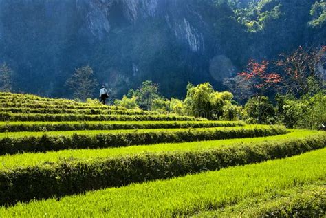 The Natural Scenery Of Hainan Island Stock Image Image Of Natural