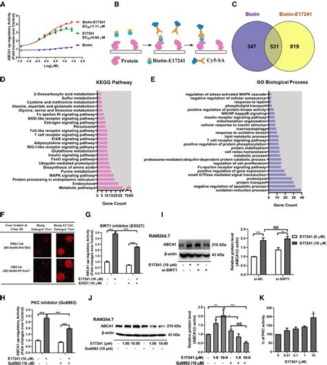 Identification Of E17241 Binding Proteins By Human Proteome