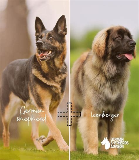 German Shepherd Leonberger Mix How Much It Is Worth Mixed