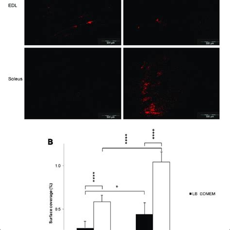 Adhesion Of Escherichia Coli O157h7 To The Surface Of Glycolytic And