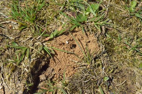 How To Get Rid Of Ants In Grass Naturally Once And For All Lawn Chick