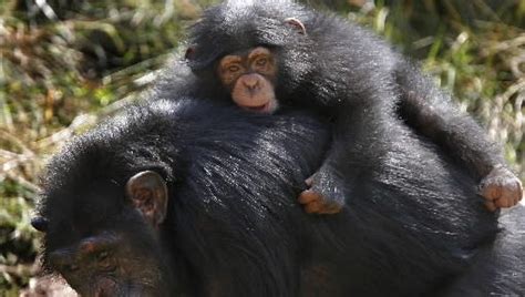 Baby Chimpanzee Zoe To Get First Look At Oklahoma City Public