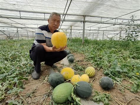 小西瓜大市场！青岛这里绿皮黄瓤、黄皮红瓤小型西瓜“甜蜜”上市 青岛新闻网