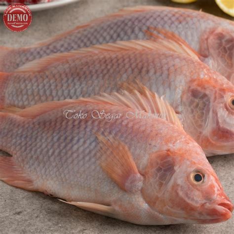 Jual Ikan Nila Merah Ikan Nila Segar Kg Ikan Segar Air Tawar Shopee