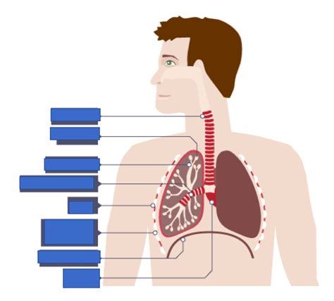 Gas Exchange Diagram Quizlet