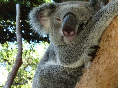 Sydney Wildlife Tours Symbio Wildlife Park Sydney NSW I Only Have