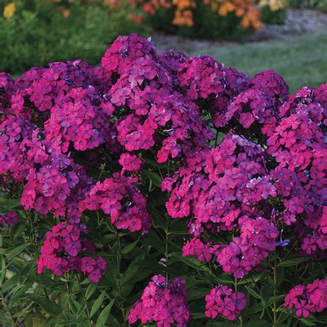 Luminary™ 'Ultraviolet' - Tall Garden Phlox - Phlox paniculata | Proven Winners