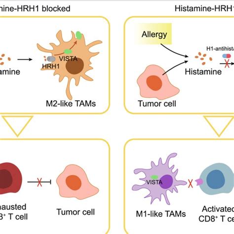 The Impact Of Histamine Binding To Macrophages Histamine Receptor H