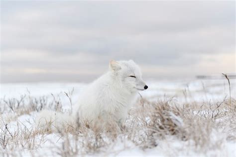 Raposa do ártico vulpes lagopus na tundra wilde raposa do ártico