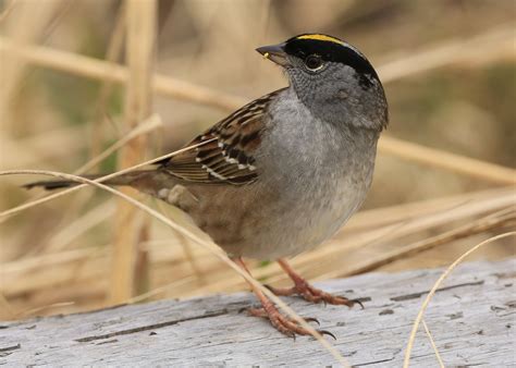 All About Birds: Golden-crowned Sparrow