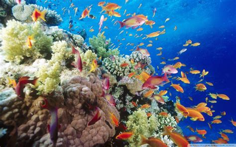 Great Barrier Reef Wallpapers Top Free Great Barrier Reef Backgrounds