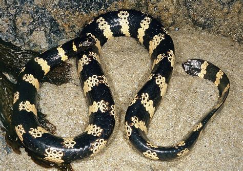 A guide to the sea snakes of Australia - Australian Geographic