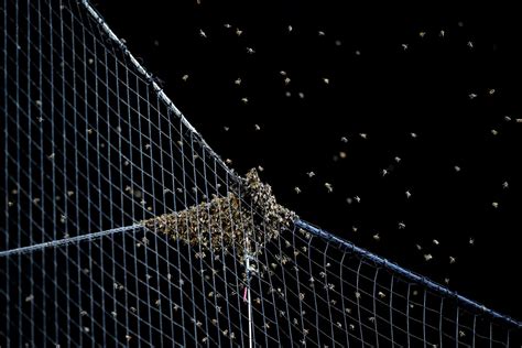 MLB Bee Swarm Delays Arizona Diamondbacks Vs Los Angeles Dodgers For