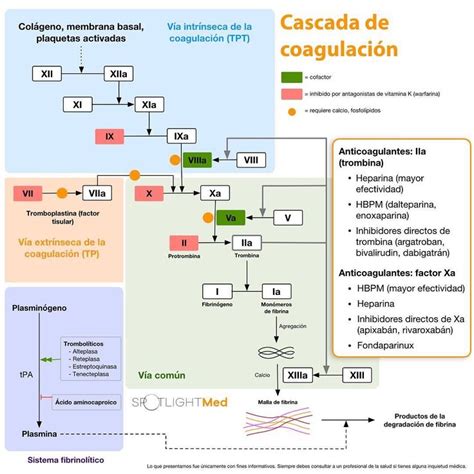 Cascada de Coagulación Fuente SpotlightMed Facebook Membrana basal