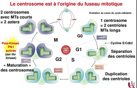 Biocell Cycle Cellulaire Pt Cartes Quizlet