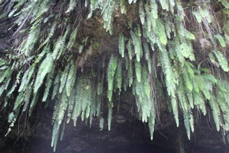 Maraa Grotto Tahiti French Polynesia Top Tips Before You Go With