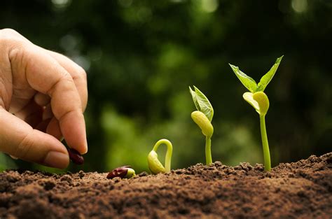 Biologico Approvato Il Nuovo Regolamento Ue Sull Agricoltura Bio