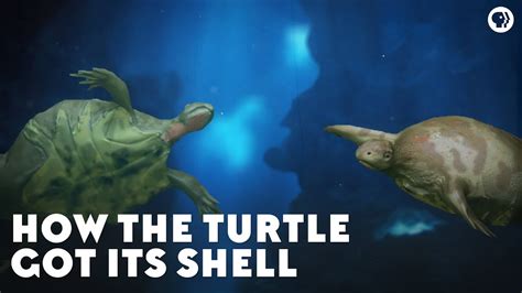 How The Turtle Got Its Shell YouTube