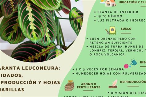 Guía completa de cuidados y reproducción de la Maranta Leuconeura