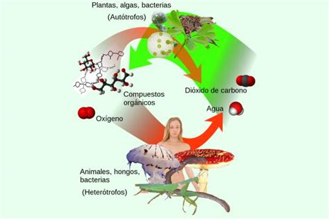 Heterótrofos Qué Son Tipos Y Ejemplos Resumen