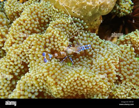 Underwater Marine Life A Spotted Cleaner Shrimp Periclimenes