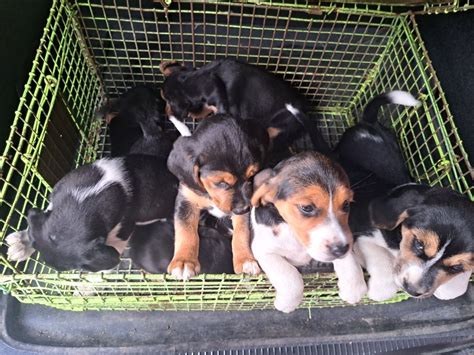 Beagle suczka z rodowodem Frużów OLX pl