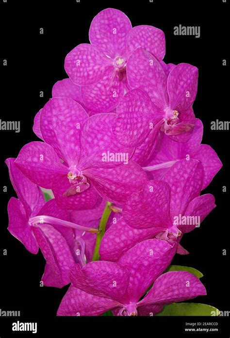 Orchidee, Vanda, Hybride Stock Photo - Alamy