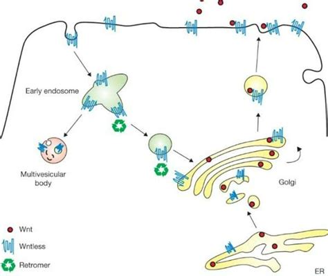 Solved Early Endosome Multivesicular Body Golgi Wnt Wntless